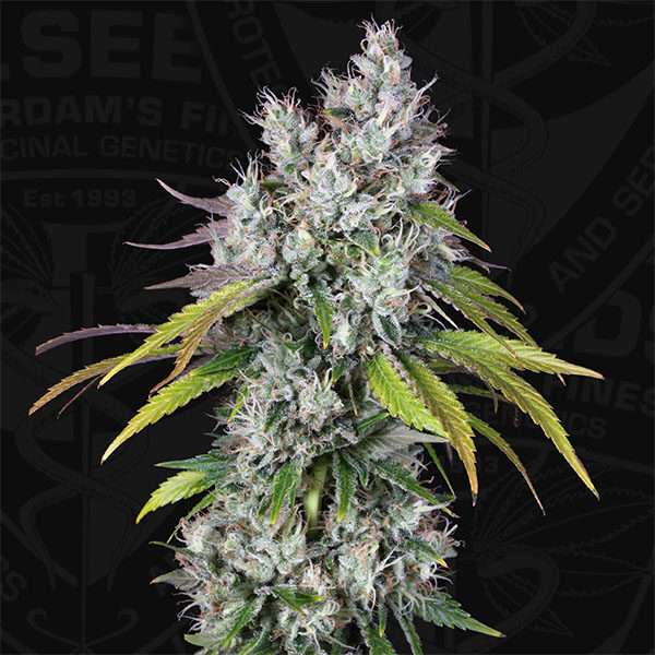 Underdawg OG feminizada de T.h. Seeds