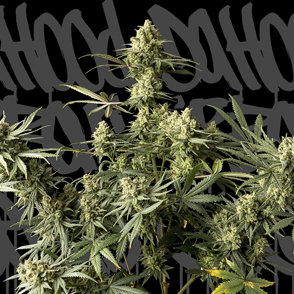 Urban Cheese feminizada de Dahood Urban Seeds