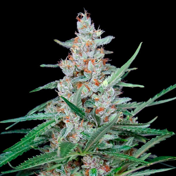 Utopia feminizada de Absolute Cannabis Seeds