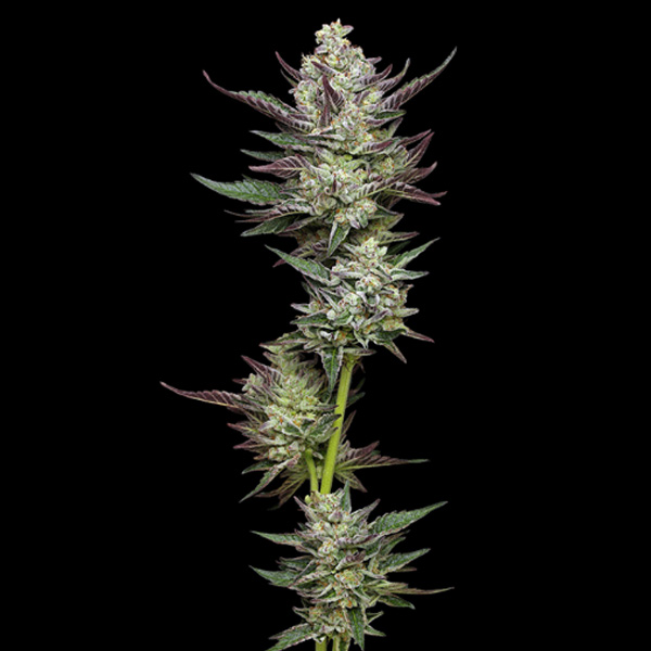 Vanilla Creme Pie feminizada de Humboldt Seeds Company
