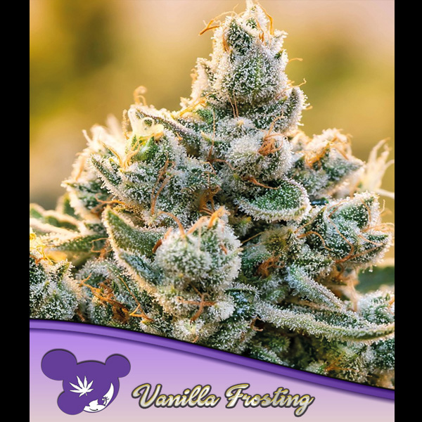 Vanilla Frosting feminizada de Anesia Seeds