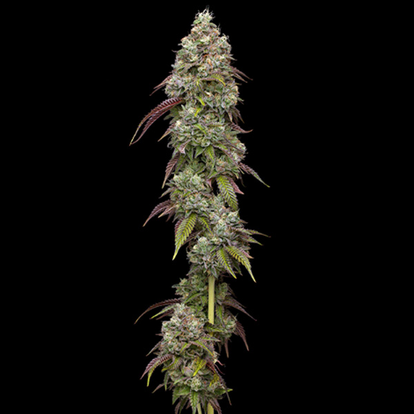 Vanilla Frosting feminizada de Humboldt Seeds Company