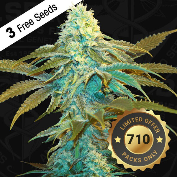 Vanilla Sundae feminizada de T.h. Seeds