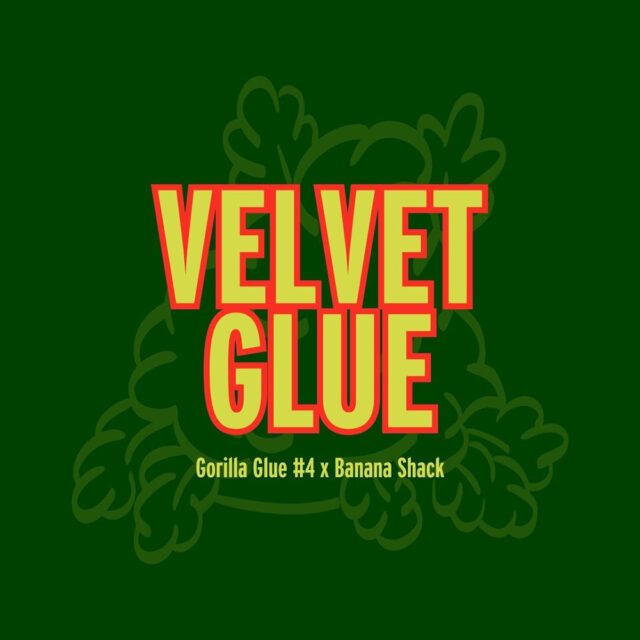 Velvet Glue feminizada de Grand Cru Genetics