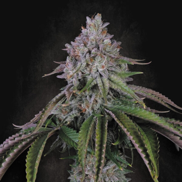 Velvet Mist feminizada de Paradise Seeds