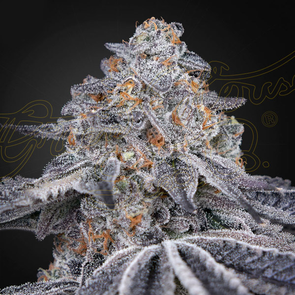 Velvet Moon feminizada de Green House