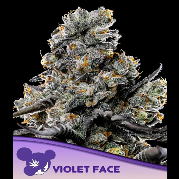 Violet Face feminizada de Anesia Seeds