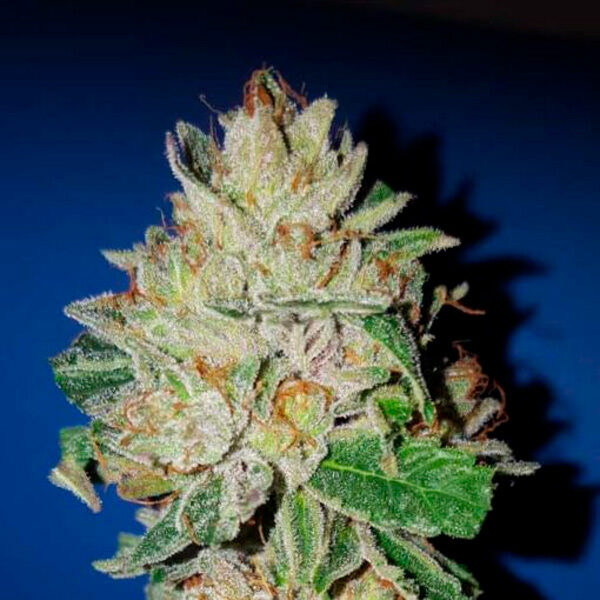 Violet Kush feminizada de Garden Of Green Seeds