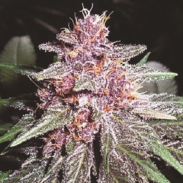 Violeta feminizada de Ace Seeds