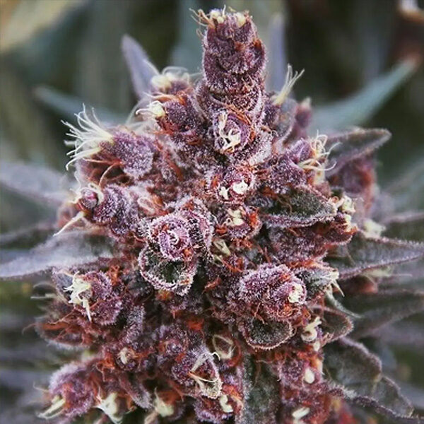 Violeta regular de Ace Seeds