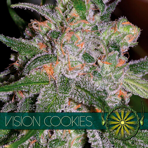 Vision Cookies feminizada de Vision Seeds