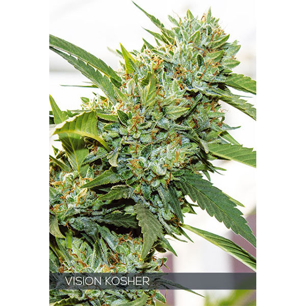 Vision Kosher feminizada de Vision Seeds
