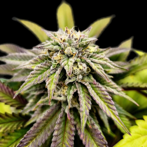 Voltus Z feminizada de Grateful Seeds