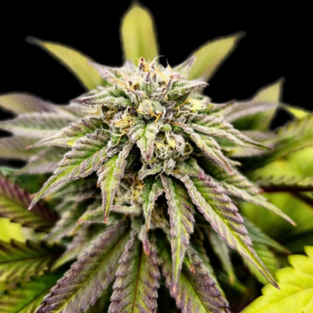 Voltus Z feminizada de Grateful Seeds