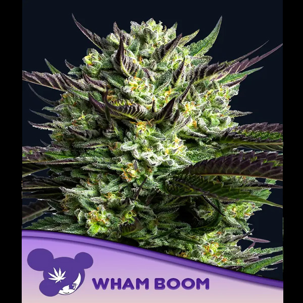 Wham Boom feminizada de Anesia Seeds