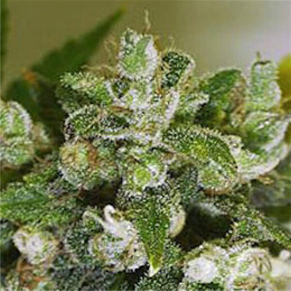 Warlock regular de Serious Seeds