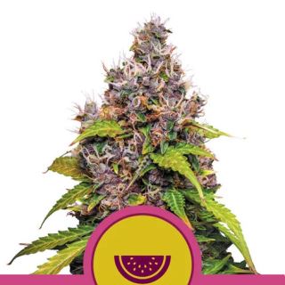 Watermelon feminizada de Royal Queen