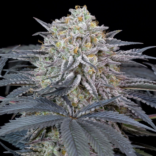 Watermelon Runtz feminizada de Silent Seeds