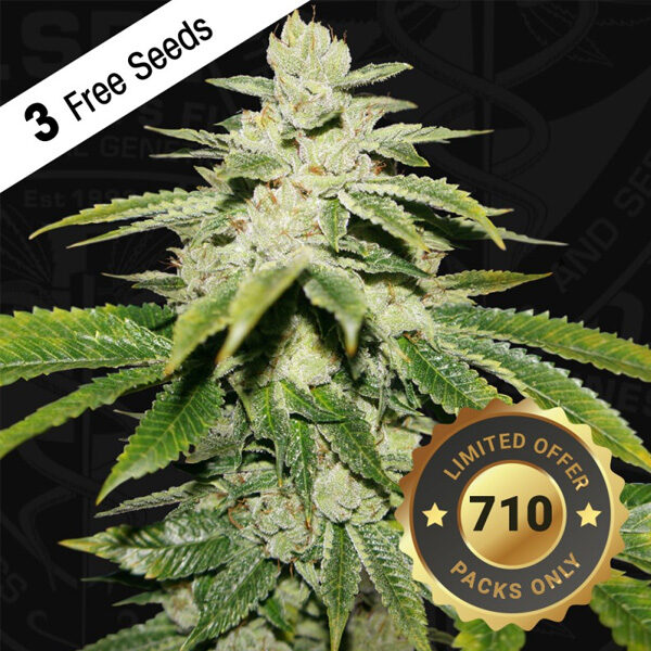 Watermelon Ultra feminizada de T.h. Seeds