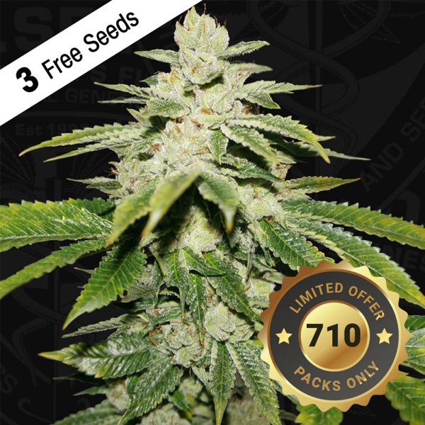Watermelon Ultra feminizada de T.h. Seeds