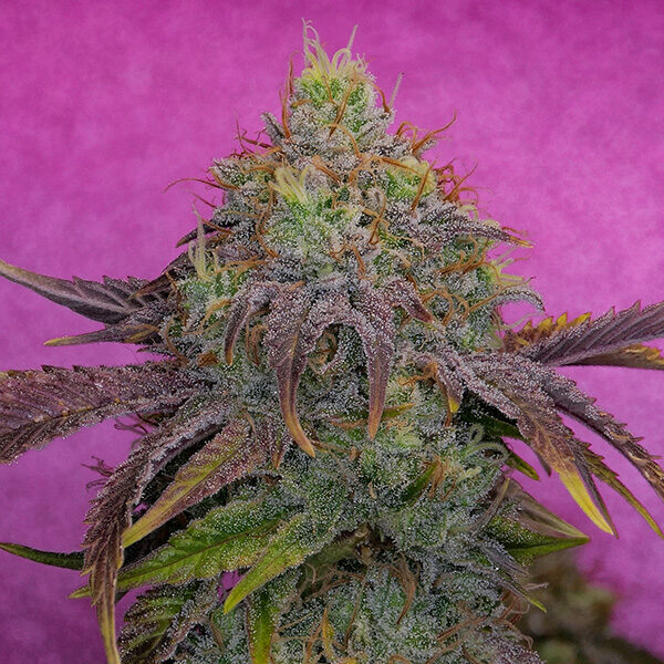 Watermelon Zkittles feminizada de Pure Instinto