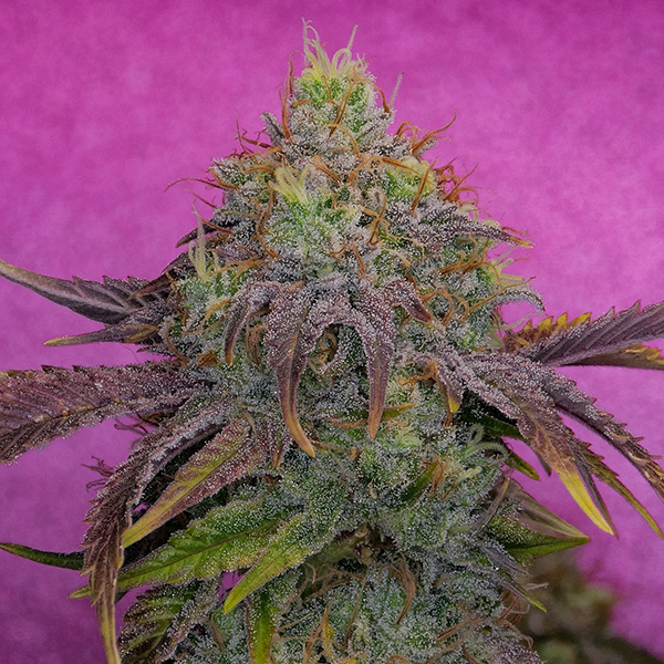 Watermelon Zkittles feminizada de Pure Instinto