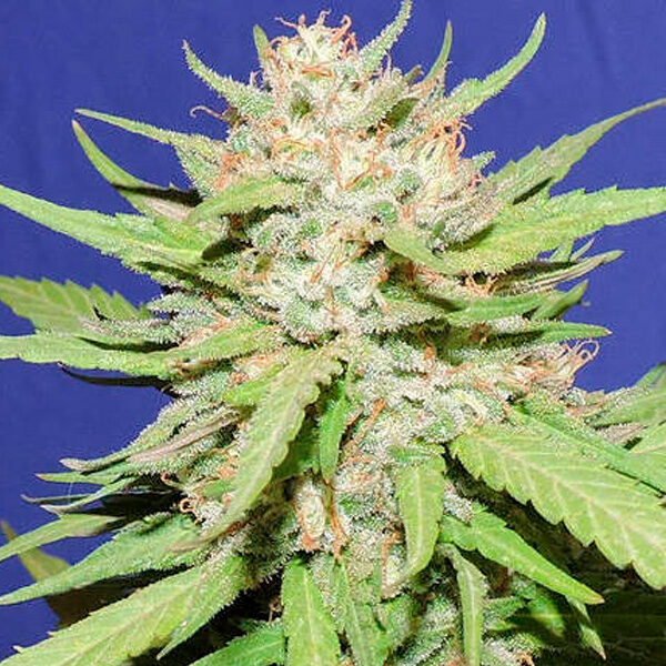 Wedding Cake feminizada de Original Sensible Seeds