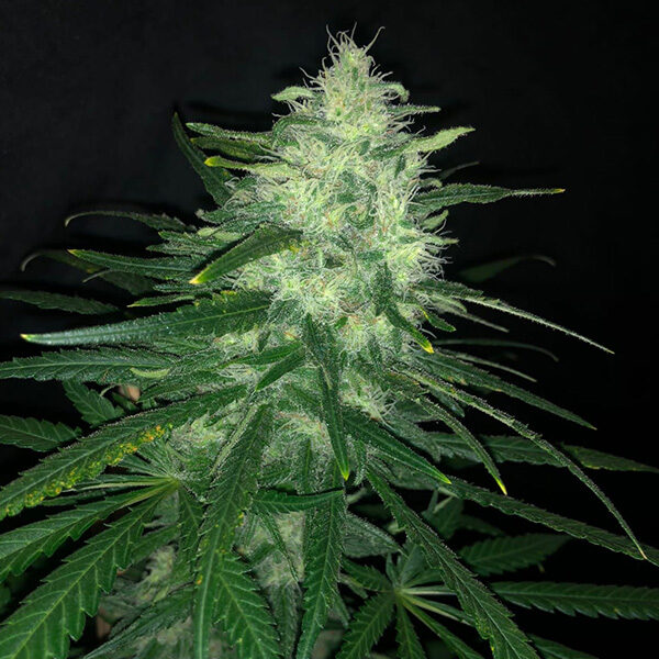 Wedding Cake feminizada de Pure Instinto