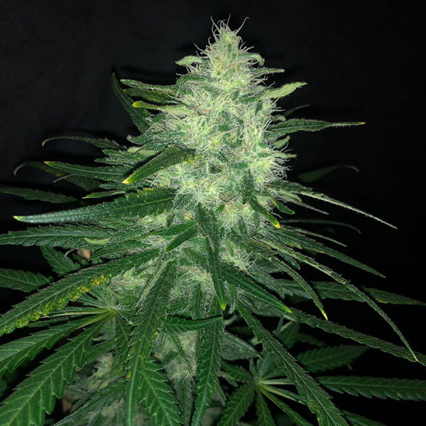 Wedding Cake feminizada de Pure Instinto