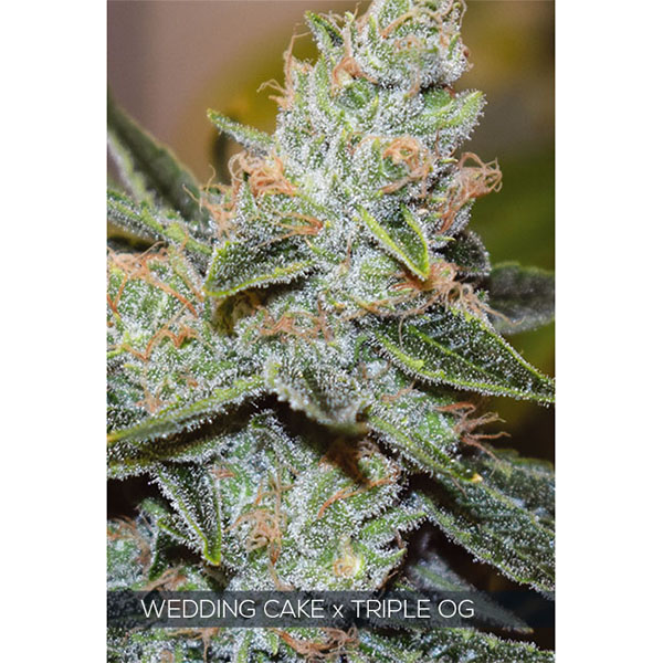 Wedding Cake X Triple OG feminizada de Vision Seeds