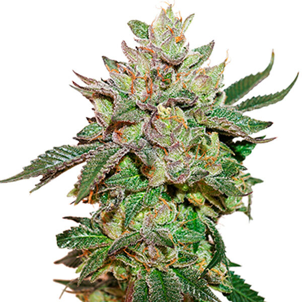 Wedding Cake feminizada de Seedstockers