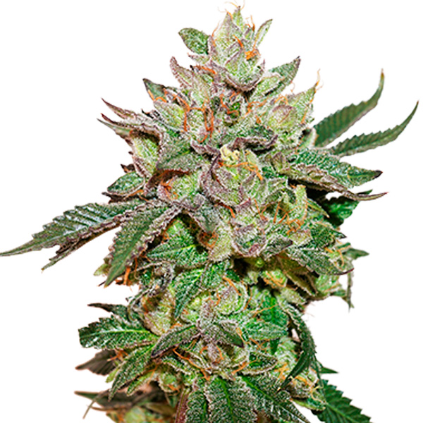 Wedding Cake feminizada de Seedstockers