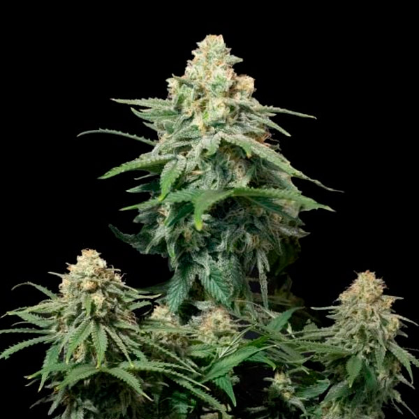 Wedding Cheesecake Fast Flowering feminizada de Fast Buds