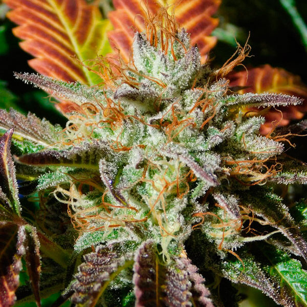 Wedding Cookies feminizada de Original Sensible Seeds