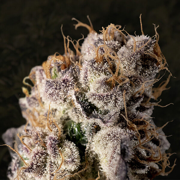 Wedding Crasher Fast feminizada de High Speed Buds
