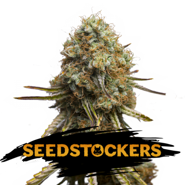 Wedding Glue feminizada de Seedstockers