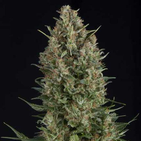 Wembley regular de Pyramid Seeds