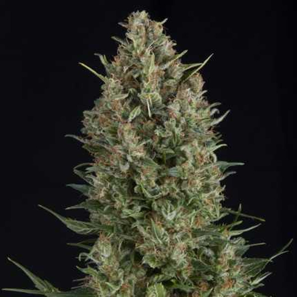 Wembley regular de Pyramid Seeds