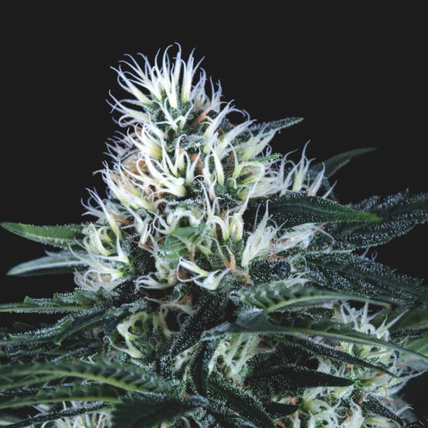 Wembley Fast feminizada de Pyramid Seeds
