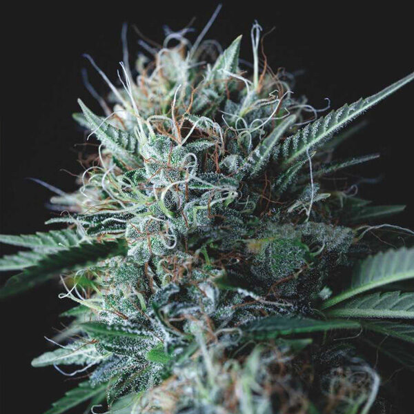 Wembley X Mendocino feminizada de Pyramid Seeds