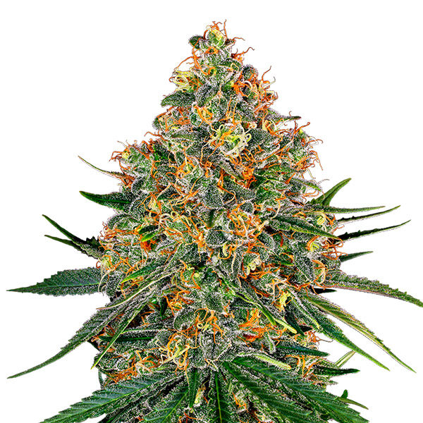 White Cheese feminizada de White Label