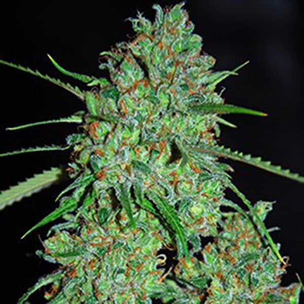White Critical feminizada de G13 Labs
