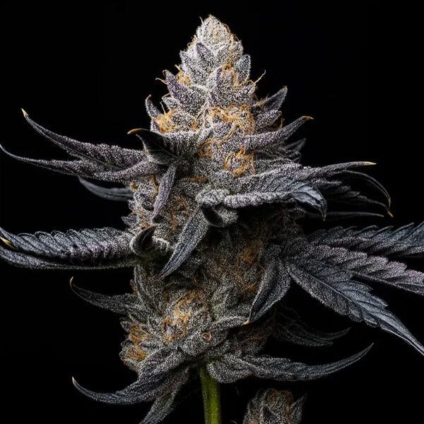 White Diamond Triploid feminizada de Triploid Genetics