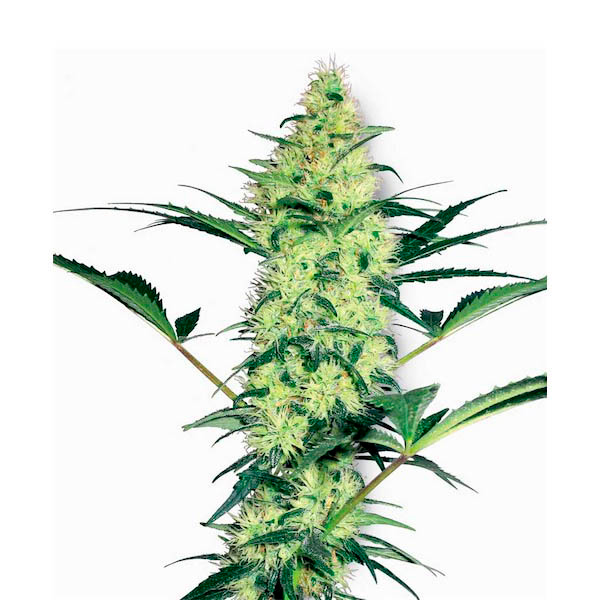 White Diesel feminizada de White Label