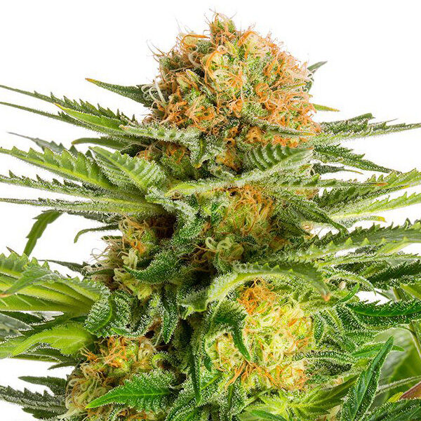 White Domina feminizada de Kannabia Seeds