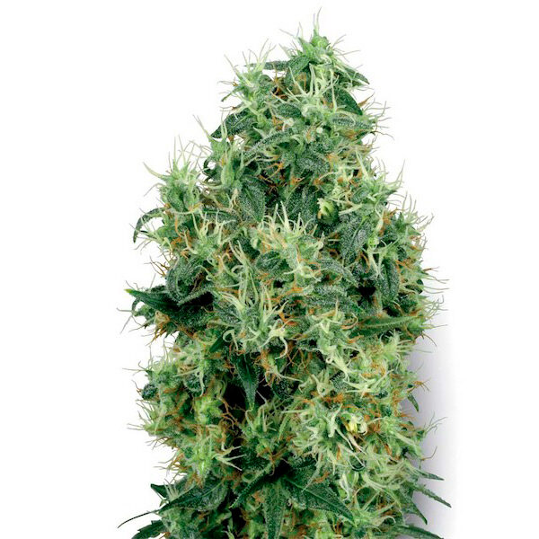White Gold feminizada de White Label