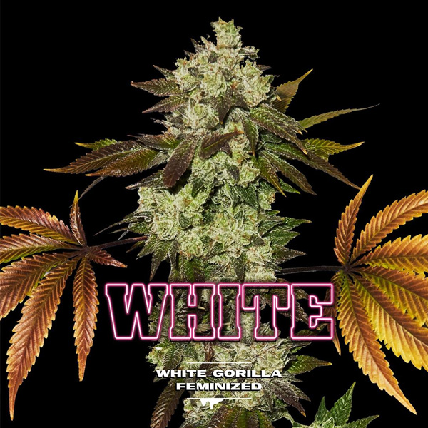 White Gorilla feminizada de Bsf Seeds