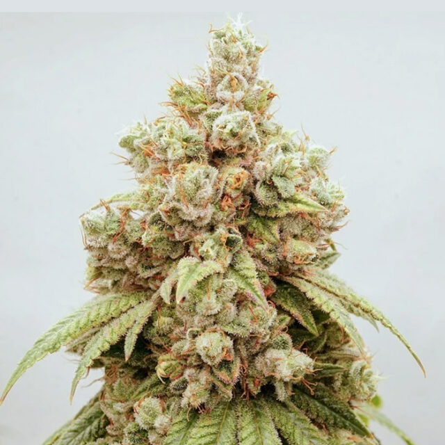 White Gushers #33 feminizada de Dutch Passion
