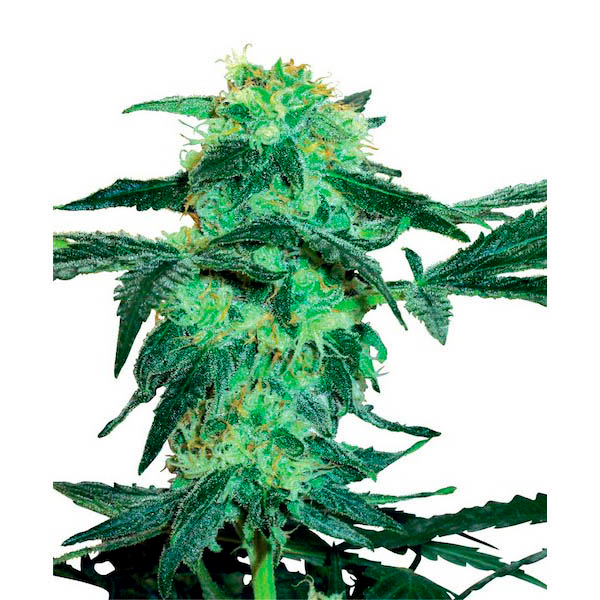 White Ice feminizada de White Label