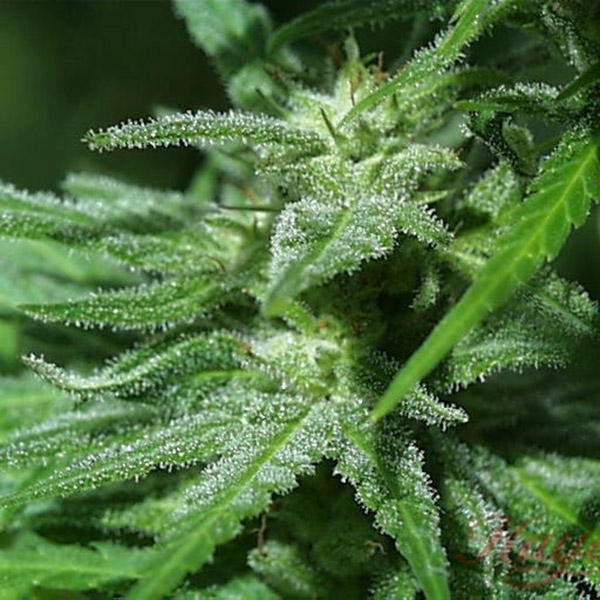 White Kc feminizada de K.c. Brains